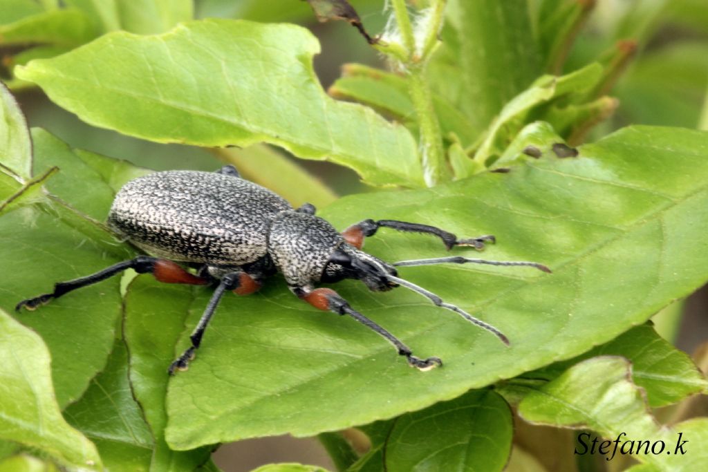 Otiorhynchus sensitivus? No, Otiorhynchus cardiniger